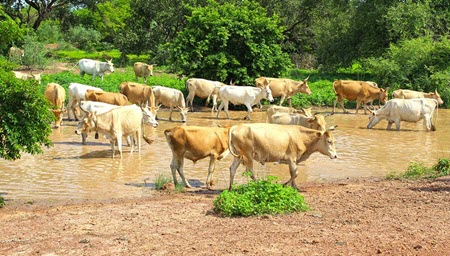 cows gambia