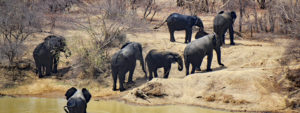 west africa elephants