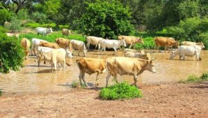 cows gambia