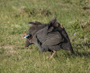 Guinea fowl